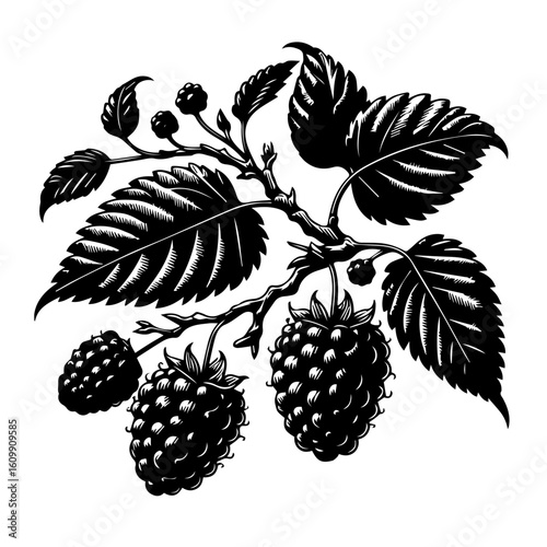 Black and White Blackberry Branch Illustration.