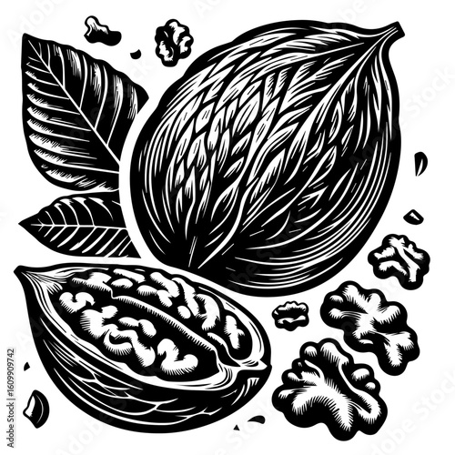 Black and White Illustration of Walnuts and Leaves.