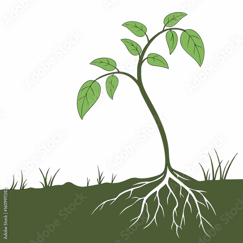 Seedling with green leaves growing from soil on white background  