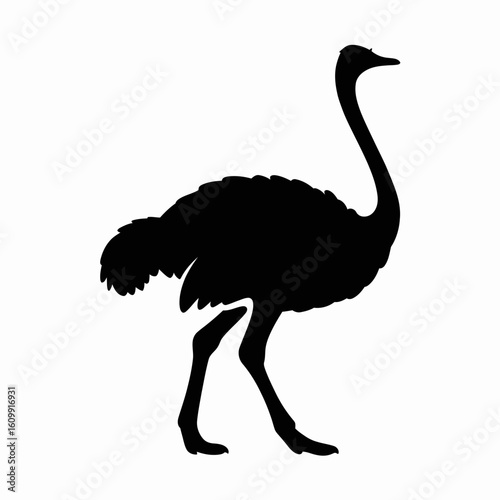Ostrich Silhouette Walking on White Background