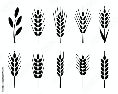 Collection of wheat and grain stalk silhouettes isolated on white background
