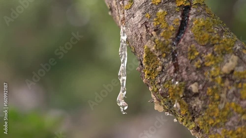 Wallpaper Mural Nature close-up of transparent mastic slowly dripping from branch, soft focus forest in background and glowing resin in foreground Torontodigital.ca