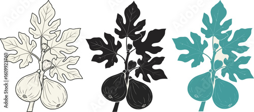 Three fig branches with leaves and fruit in different styles and color variations