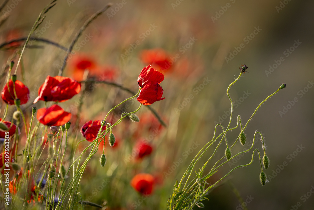 Fototapeta premium Pretty poppies growing in the South Downs, with evening light