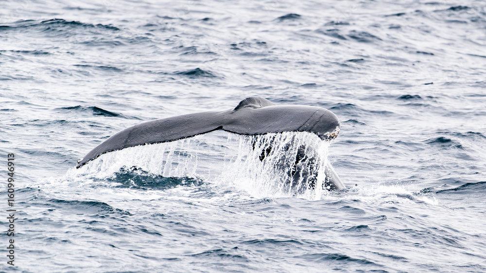 Fototapeta premium humpback whale fins in the water
