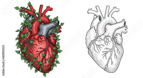 Anatomical heart illustration with vine wrapping around it and a sketch of a heart