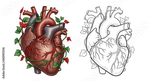 Anatomical heart with vines and leaves in color and black and white illustration