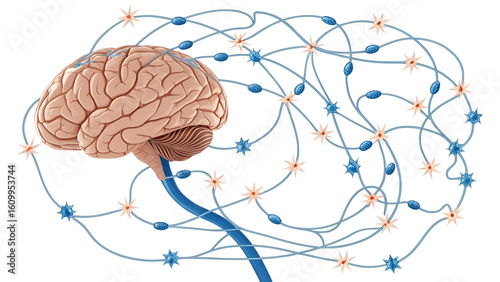 Detailed rendering of OCD — overactivity in cortico-striatal circuit, repetitive feedback loop between orbitofrontal cortex and basal ganglia