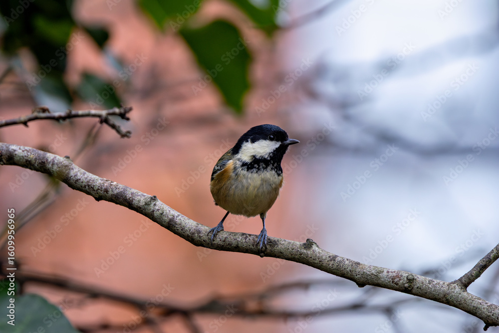 Obraz premium Coal Tit (Periparus ater) in Father Collins Park, Dublin – common in Irish woodlands and gardens