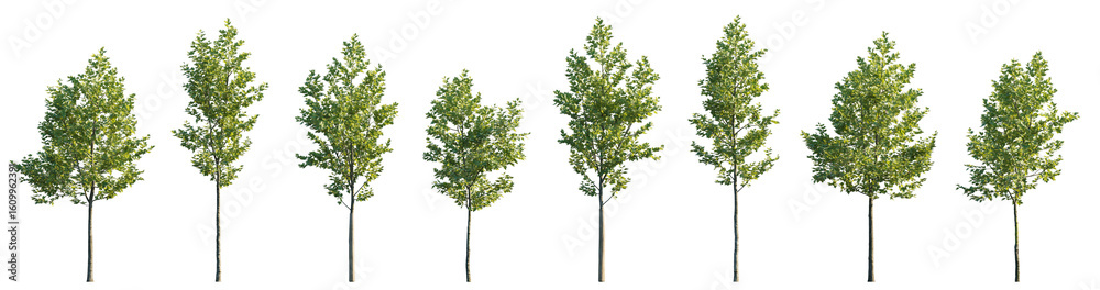 Naklejka premium Beautiful street trees: young Sycamore platanus maple isolated png on transparent background premium nature cutout
