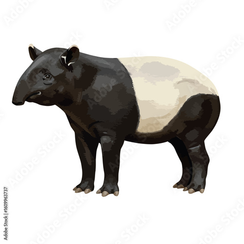 Malayan Tapir Large Herbivorous Mammal Isolated on White Background Wildlife