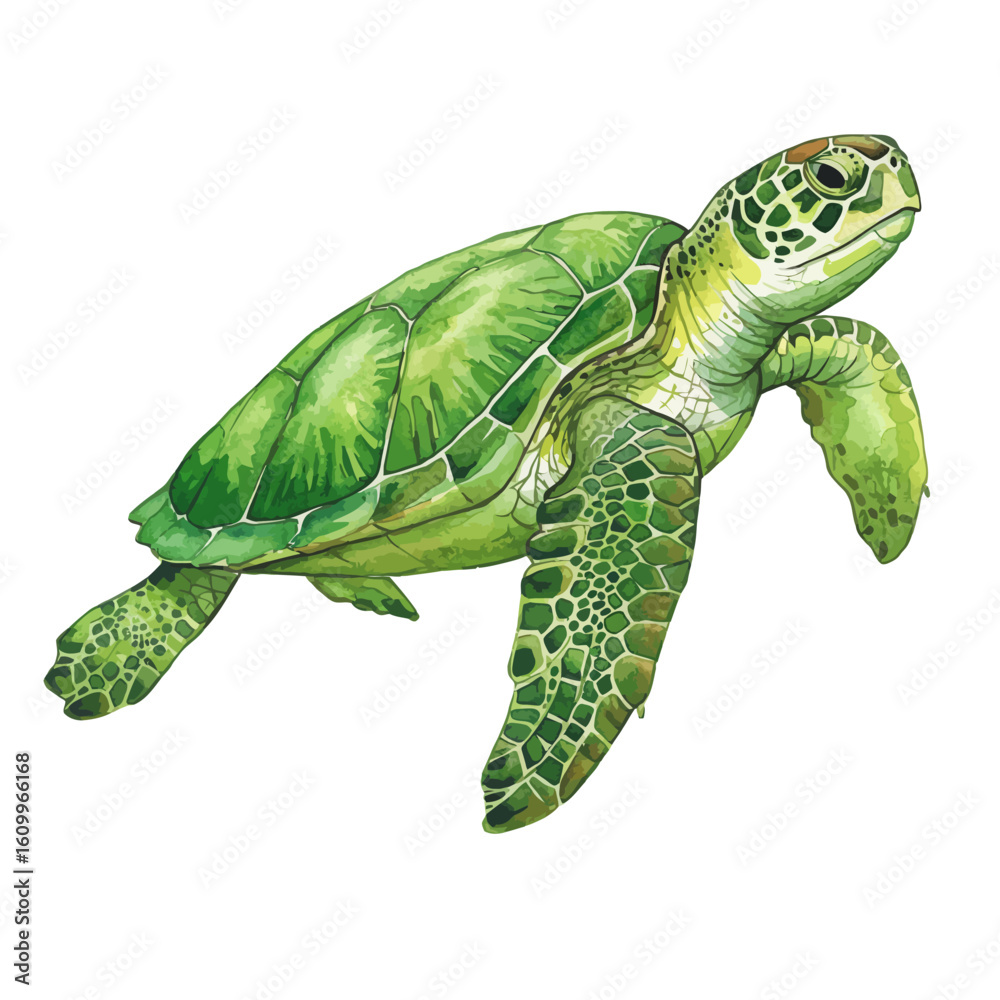 Fototapeta premium Vibrant Watercolor Green Sea Turtle Isolated on White Background Marine Life Painting