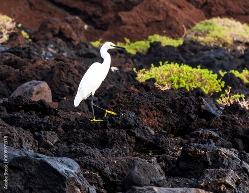 White egret on volcanic rocks