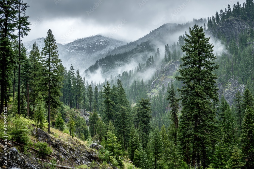 Fototapeta premium Misty mountain valley, lush forest
