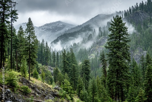 Misty mountain valley, lush forest