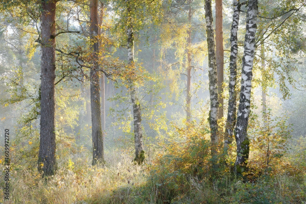 Fototapeta premium Sunlit autumn forest in morning mist