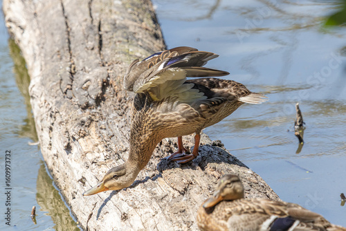 A female Mallard Duck stretching its neck and wings on a log at Whitaker Ponds Nature Park in Portland Oregon