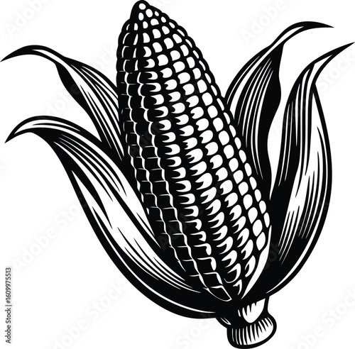 Vintage vector illustration of corn on the cob, a natural agricultural plant with leaves and grain