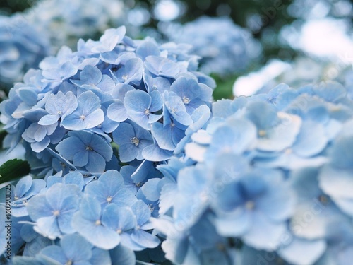 紫陽花の花