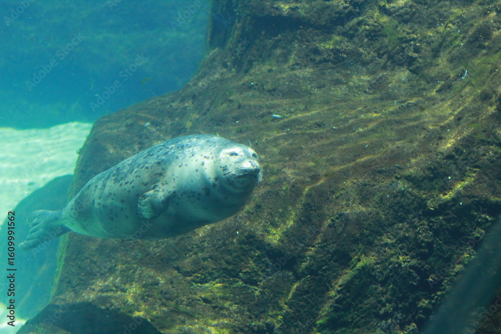 Fototapeta premium sea lion swimming in its zoo enclosure