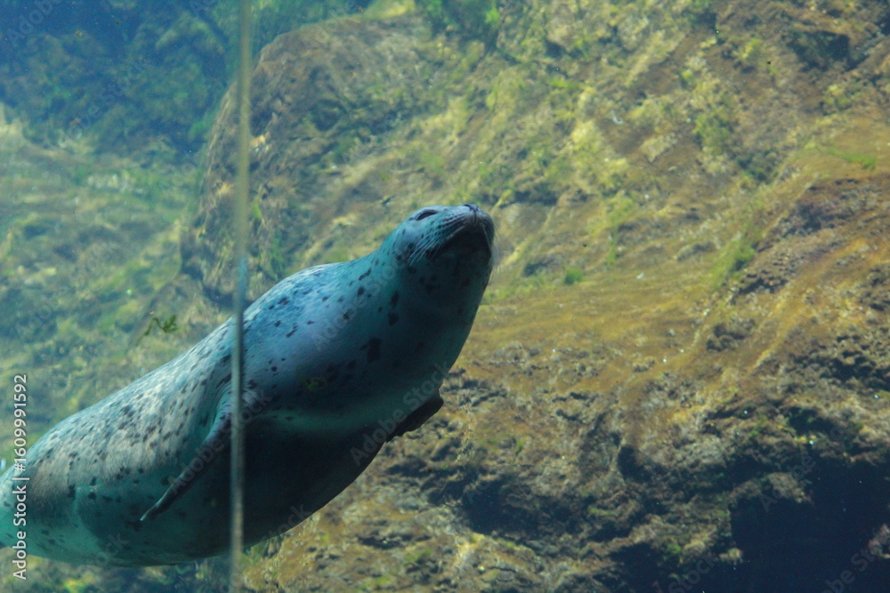 Fototapeta premium sea lion swimming in its zoo enclosure