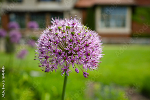 Vibrant Purple Allium Flower with Blurred Garden House Background