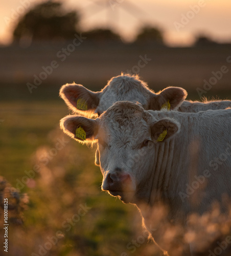 Two white Charolais cows stand together in a field at sunset, their fur catching the warm glow of the evening light, creating a peaceful rural scene.