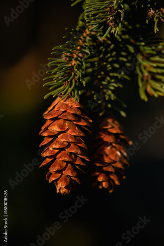  A detailed macro shot of two perfect spruce cones on an evergreen branch, with the low sun creating a beautiful rim light on the green needles.