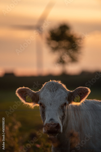 A beautiful portrait of a white Charolais cow, its ears backlit by the warm golden light of sunset, with a wind turbine softly blurred in the background.