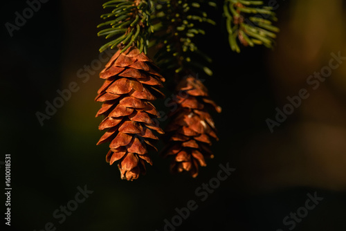 Two mature brown spruce cones hang from a branch against a dark, moody background, with warm sunlight highlighting their intricate, woody texture.