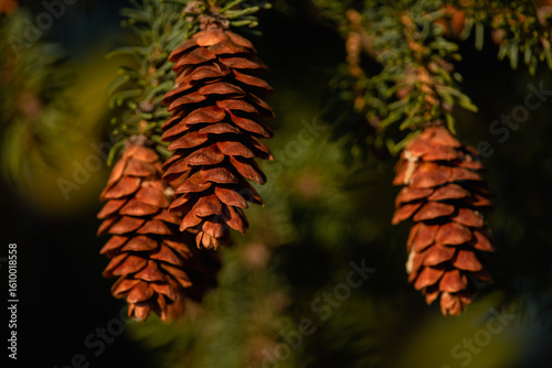 A beautiful close-up of several brown spruce cones hanging from an evergreen branch, warmly illuminated by the golden light of a late afternoon sun.