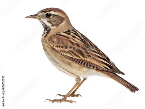 Songbird Profile on Transparent Background