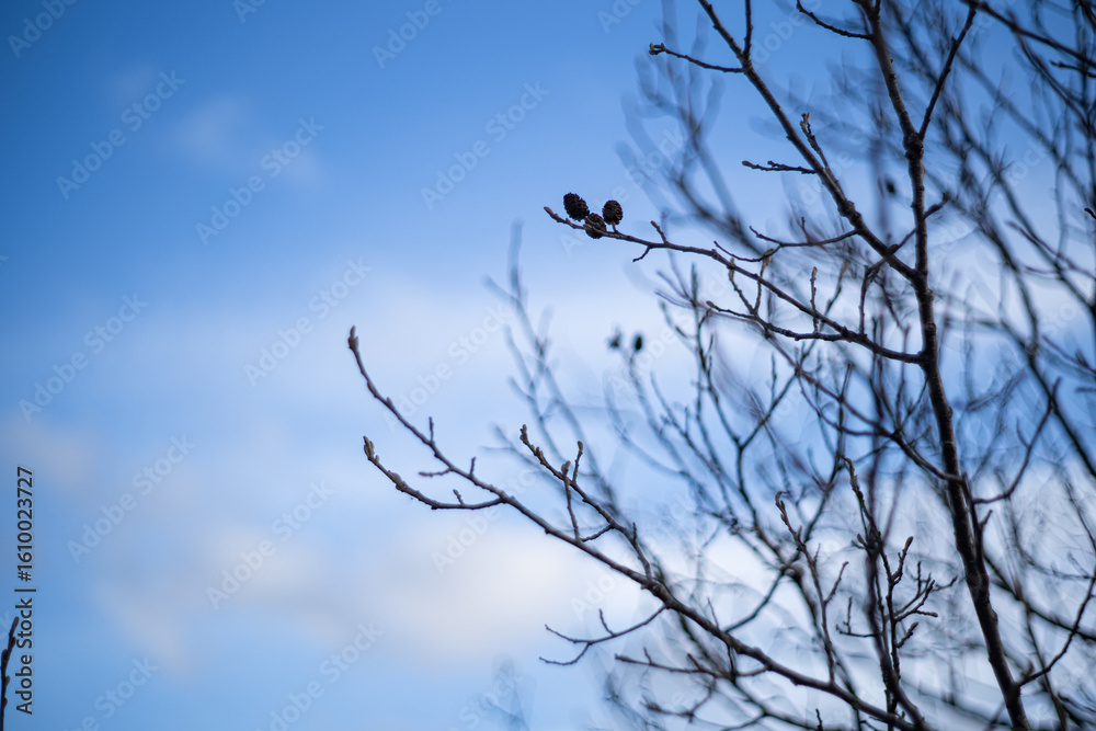 crow on the tree crow on the tree