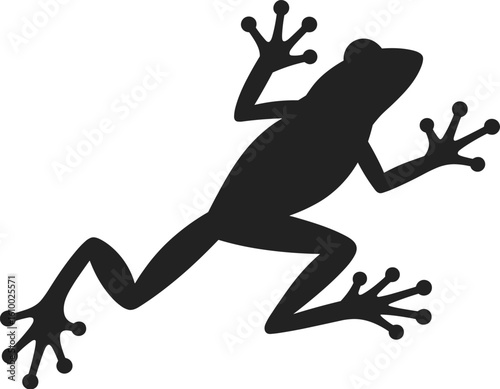 Silhouette of frog climbing wall, tropical amphibian in motion, black animal figure, isolated on white, sticky toe pads