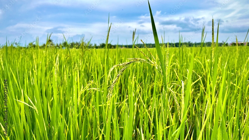 Obraz premium Close up of green rice fields under the blue sky