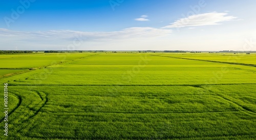 Vast green agricultural field stretching to the horizon under a blue sky