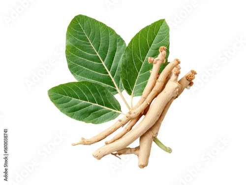 Ashwagandha roots and leaves green brown, Png Transparent, Isolated on White