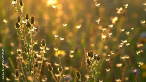 Magical Meadow at Sunset with Flying Seeds