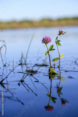 Purple clover flower in the water