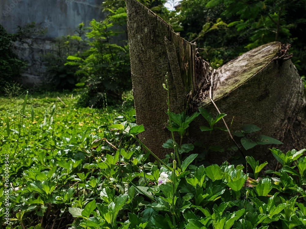 Obraz premium Vibrant green plants and a delicate purple-white flower flourishing around an old tree stump, illustrating nature's resilience in a lush outdoor setting.