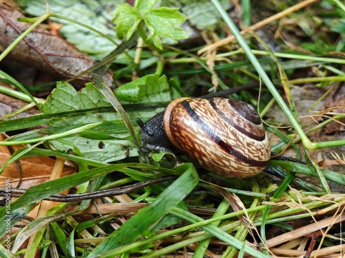 snail on a leaf