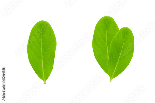 Foto red flowers and leaves of Catharanthus roseus isolated on a white background