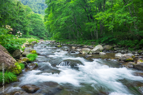 stream in the green forest