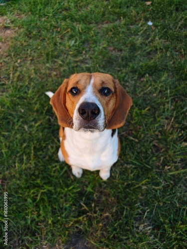 beagle in grass