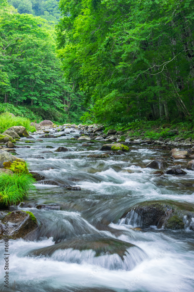 Fototapeta premium stream in the green forest