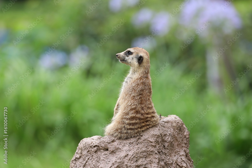 Fototapeta premium 岩の上に座った横向きのミーアキャット