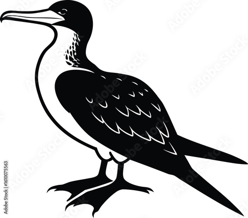 frigatebird on white background.eps