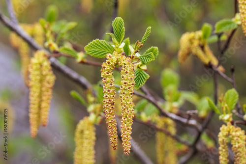 Spring Catkins and Fresh Leaves on a Branch