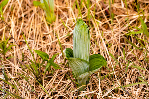 Emerging False Hellebore Shoot