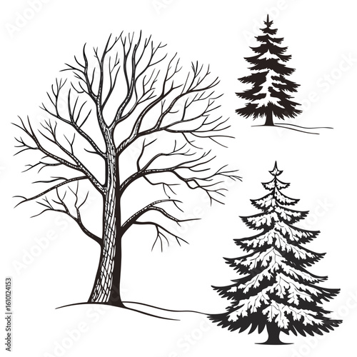 Bare deciduous tree and snowy evergreen pine trees winter